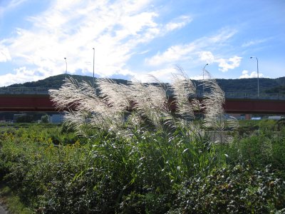 IMG_1147.JPG